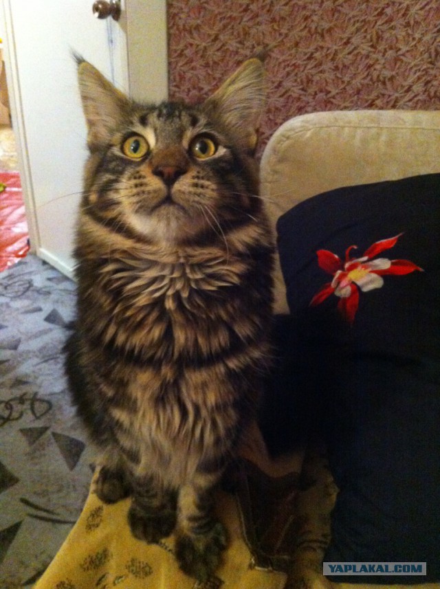 Котовторник 27.01.2015