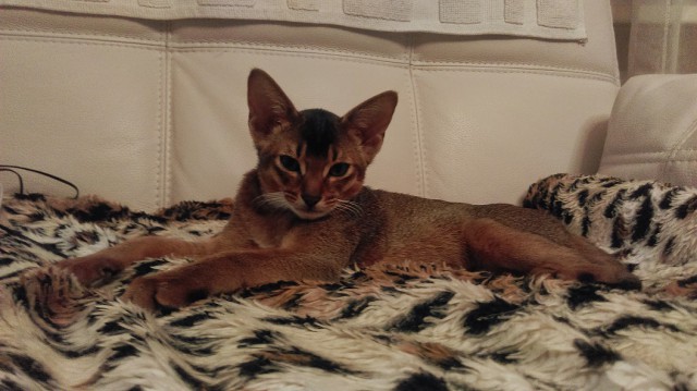 Котовторник.