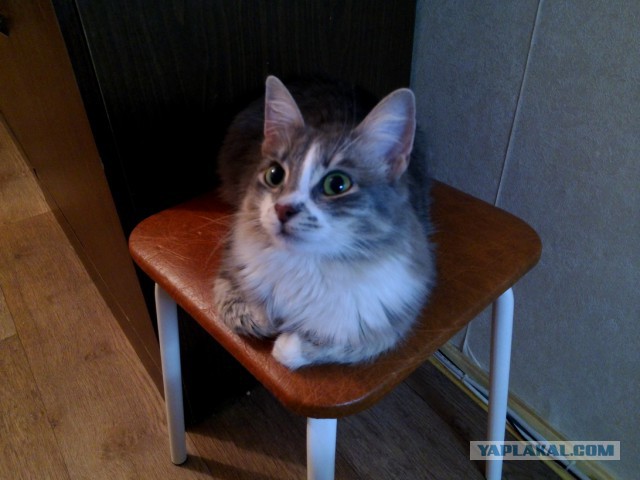 Котя
