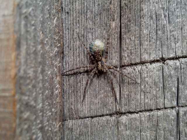 Утро в деревне