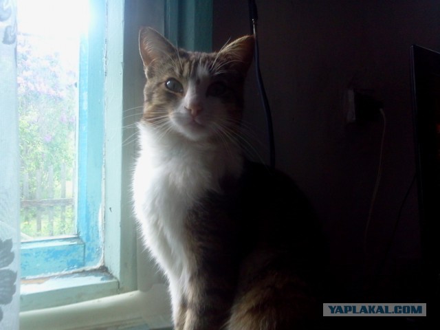 Котовторник