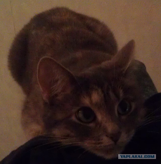 Котовторник  21.07.2015