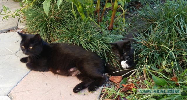 Сочинские коты)