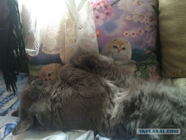 Котовторник 20.10.2015