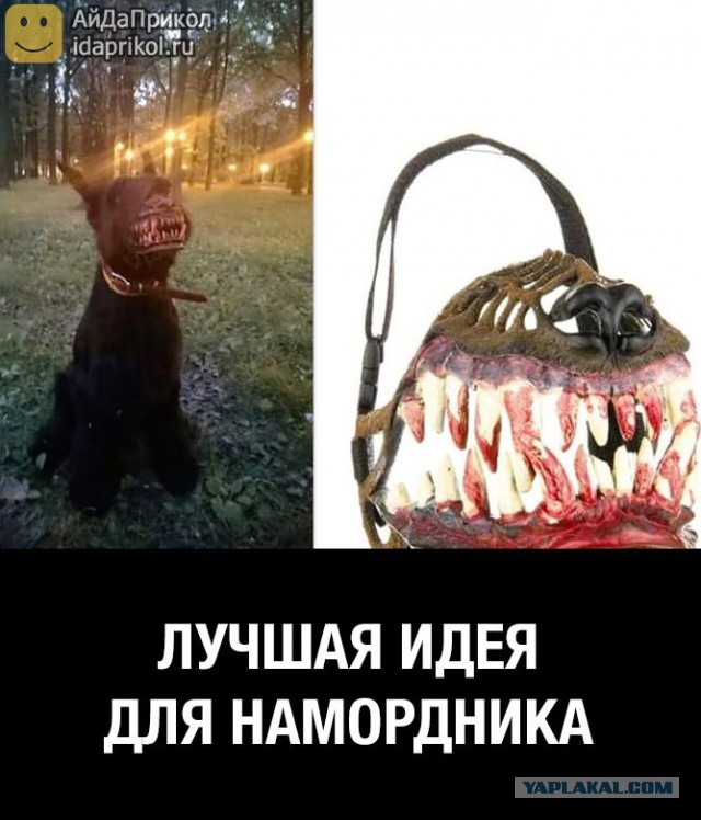 Весёлые картинки