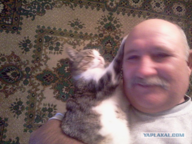 Котовторник 17.11.2015
