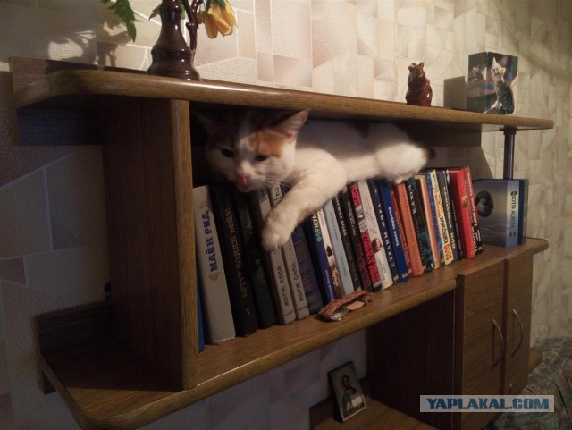 Котовторник 15.12.2015