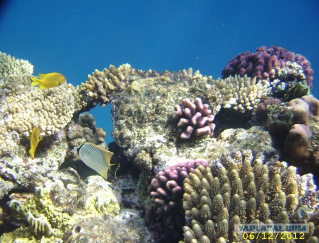 Красное море