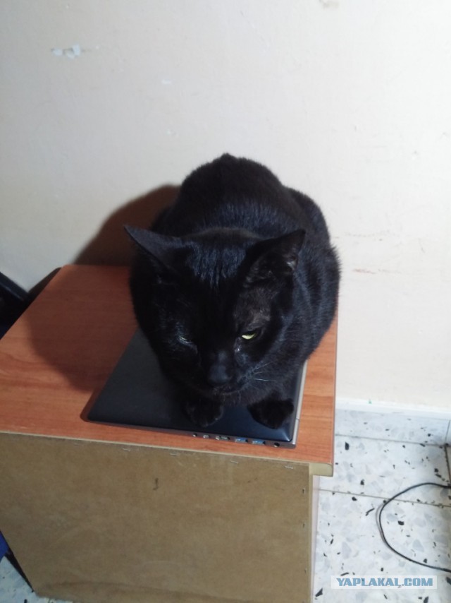 Котовторник
