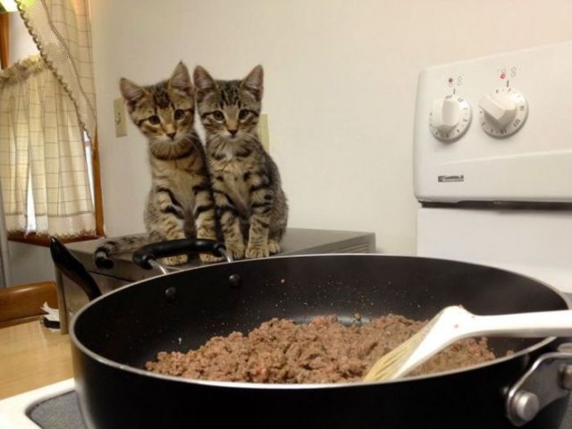 Демы к котовторнику!