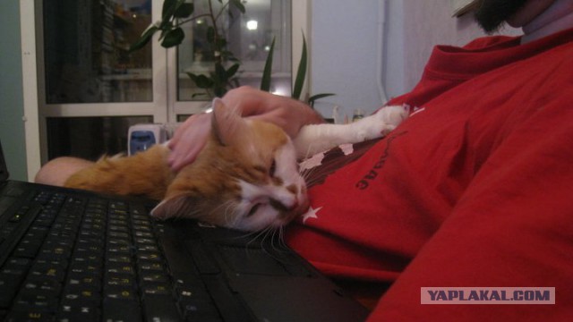 КотоВторник 26.04.2016