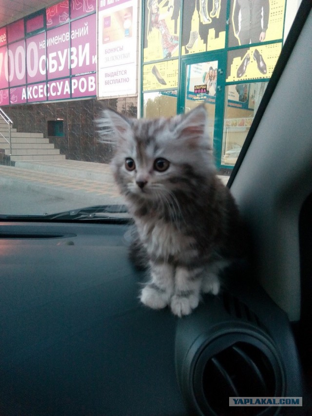 Ваши фотки котов на телефон
