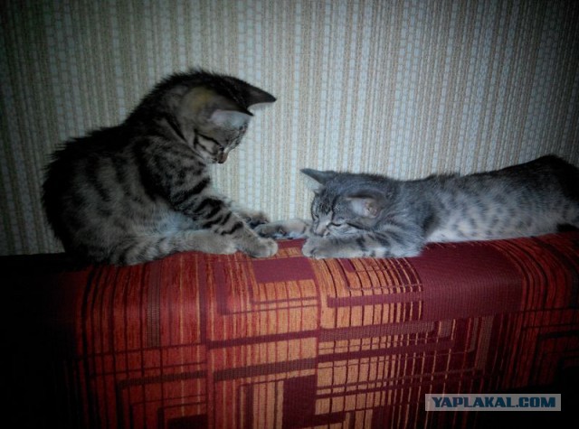 Найденыши (Кото понедельник)