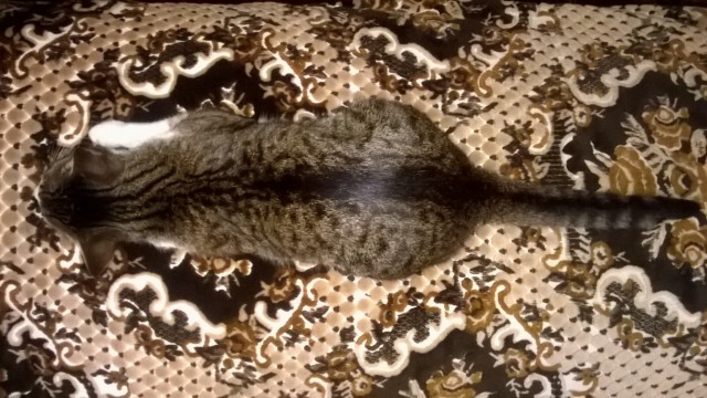 Котовторник 18.10.2016