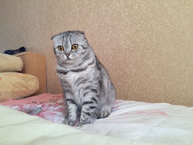 ГЛАГОЛящие коты