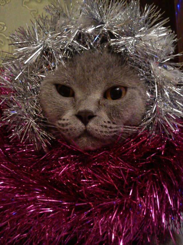 Коты из сети