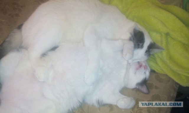Котовторник  31.01.2017