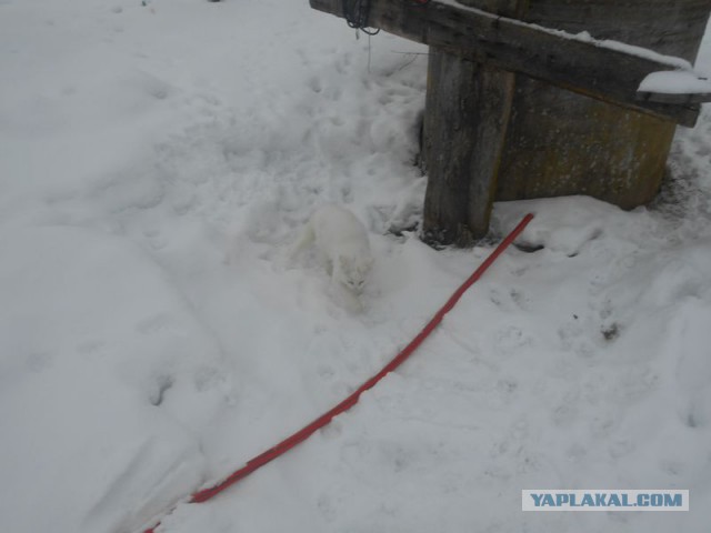 Жизнь домашнего приюта для котеек 151