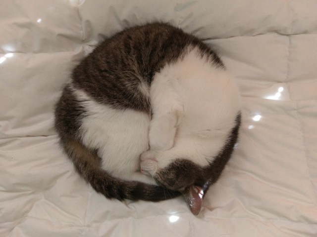 Коты и Кошки