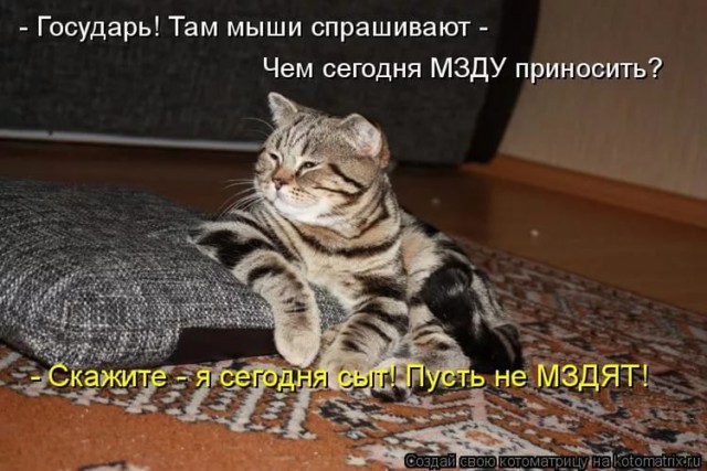 20 открыток с истинными мыслями котов