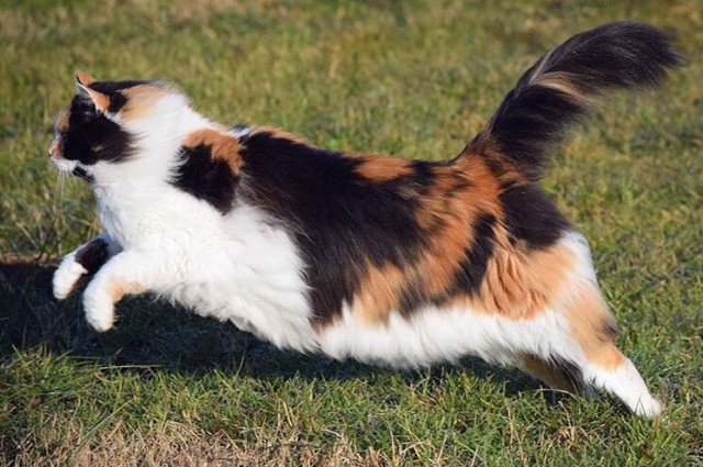 Коты и Кошки