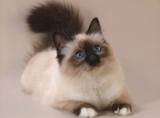 Коты и Кошки