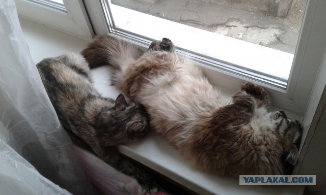 Вот так я играю с котиком