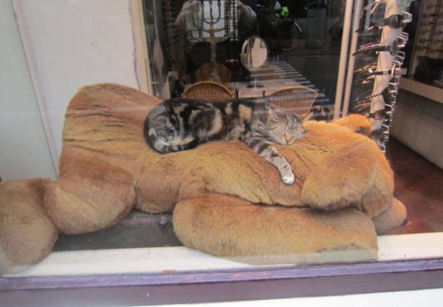 Коты и Кошки