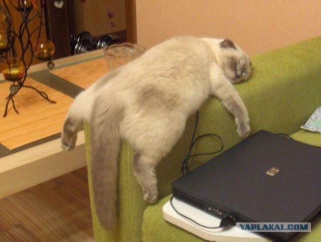 Котейка поломался