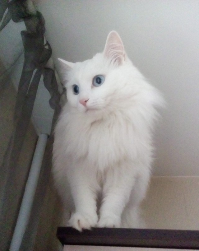 Котовторник 1.08.17