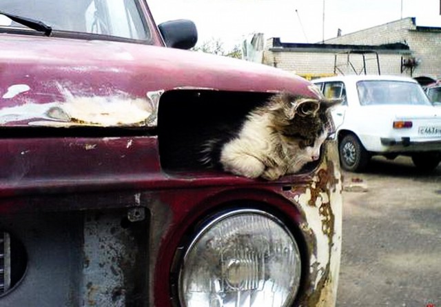 Коты и Кошки