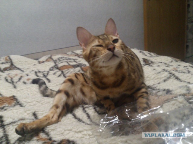 Котовторник  19.12.2017