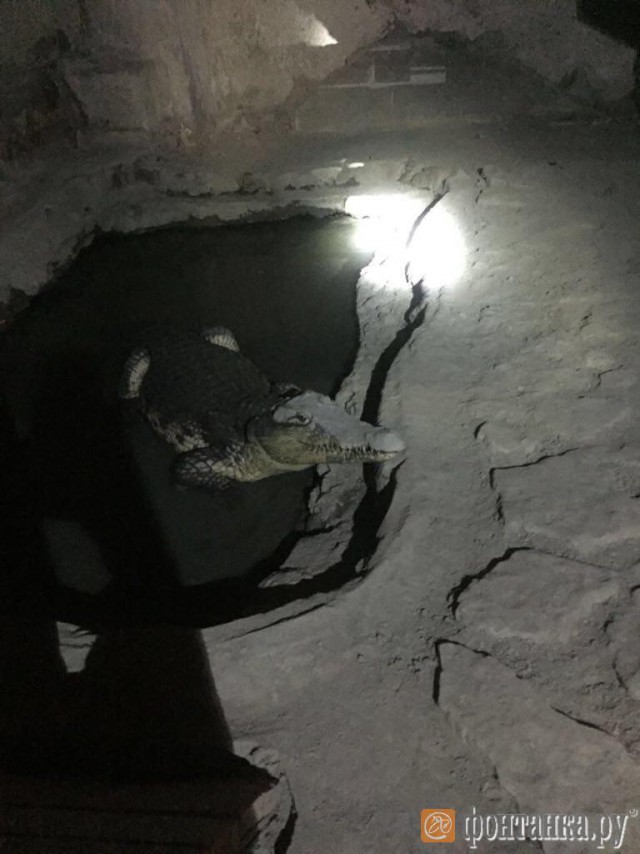 В Петербурге в подвале дома замечен крокодил