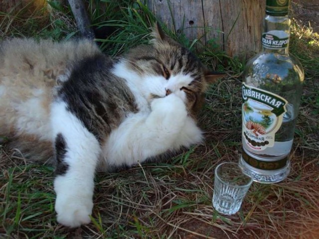 Живность из сети