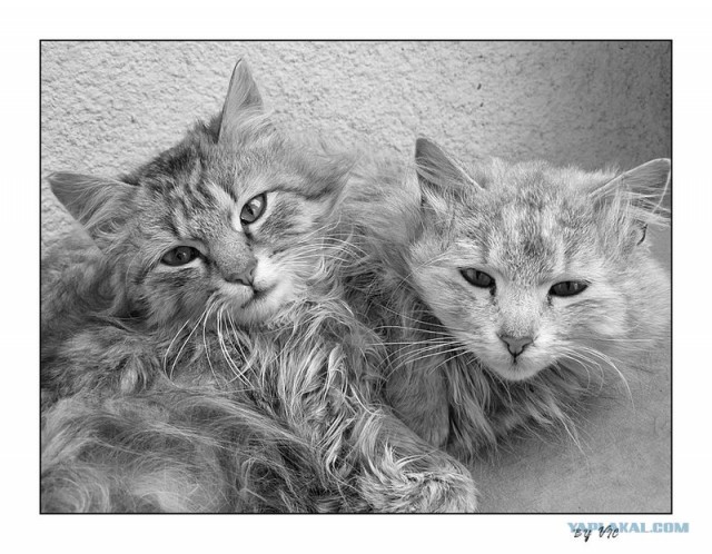 Котовторник на ЯПлакалъ (27.05.08), прикольные коты, добавляем свои!