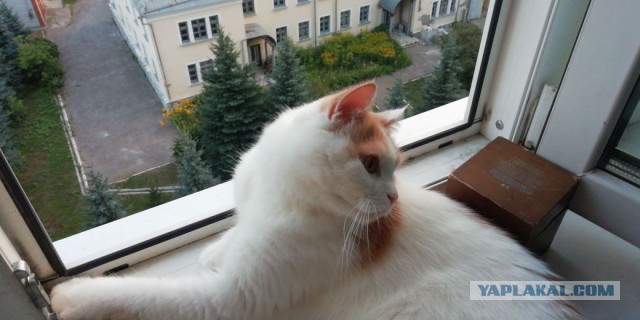 Котовторник 07.08.2018