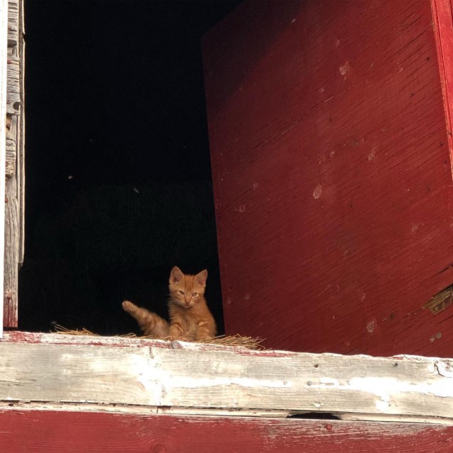 Прикольных котов пост