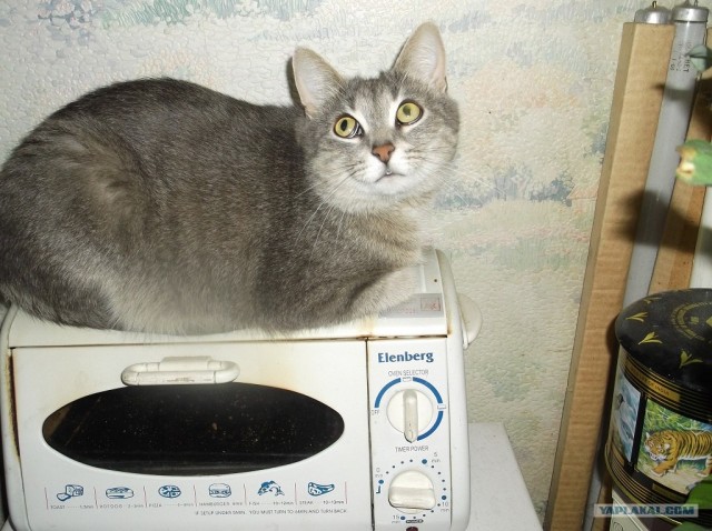 Ну и где ваш котовторник?