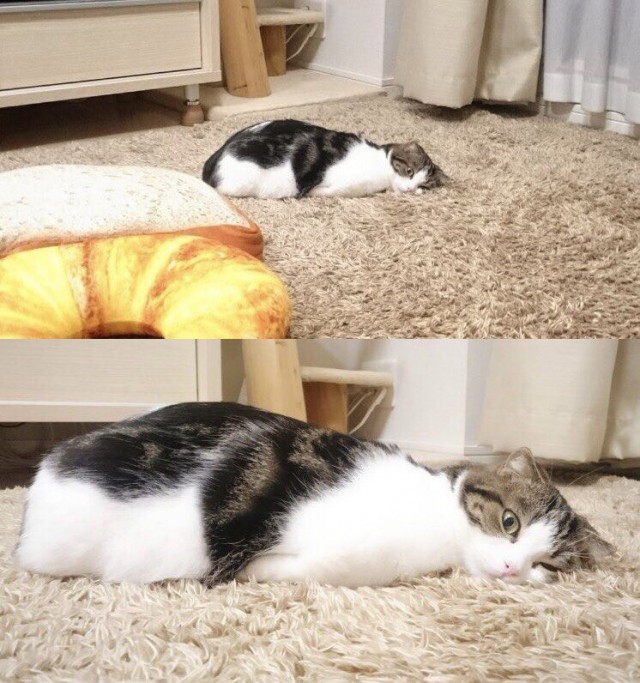 Прикольных котов пост