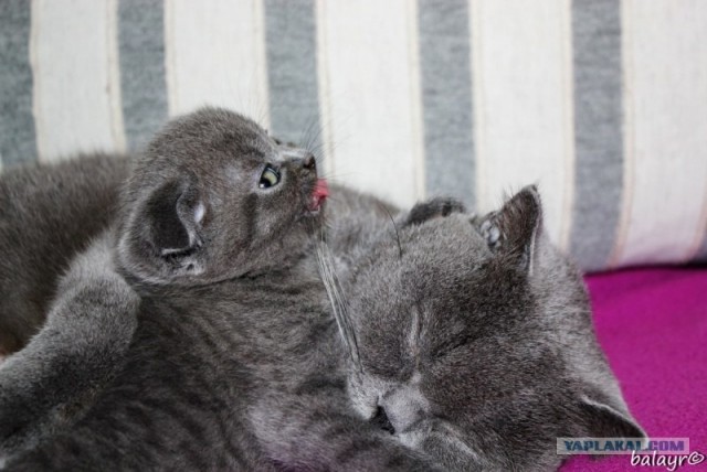 Котовторник! 13.03.2012