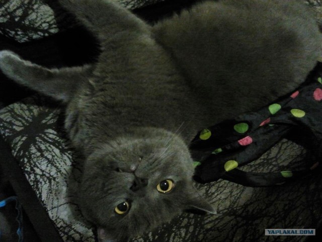 Котовторник 8 мая 2012
