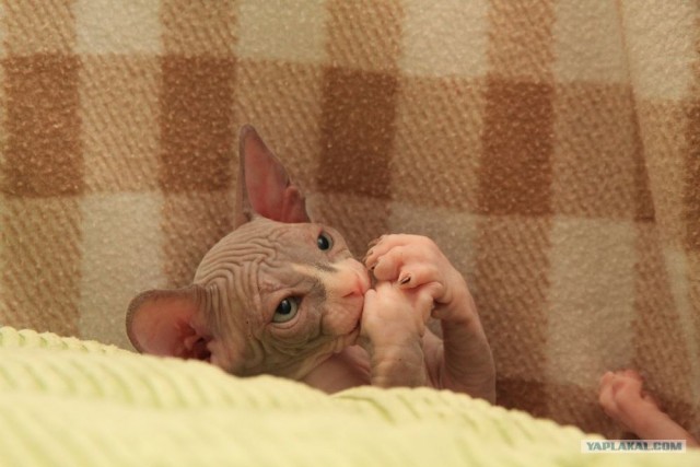 Сфинксики...