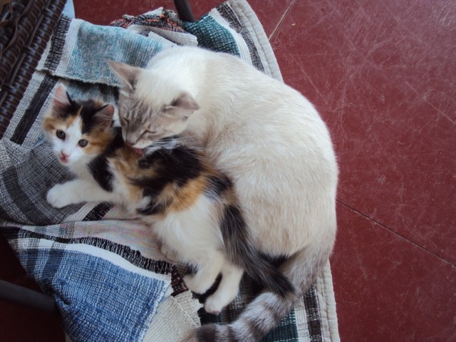 Котовторник 11.09.2012