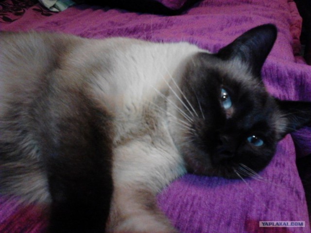 Котовторник 30.10.2012