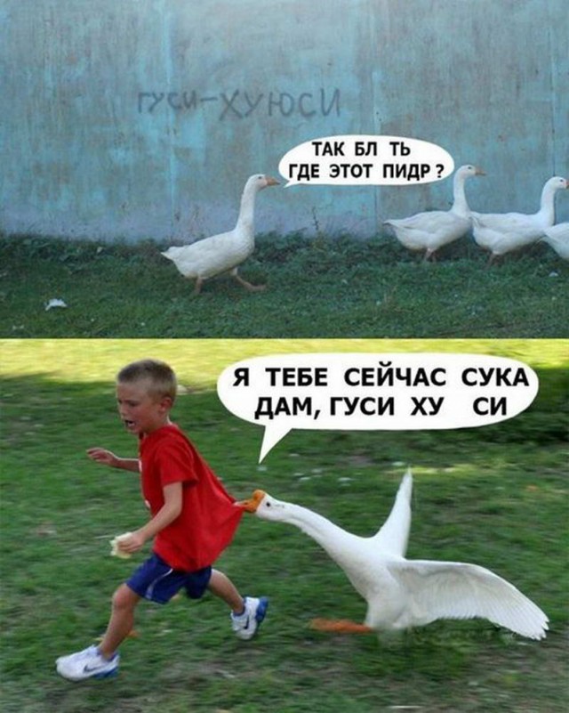 Дурацкие картинки