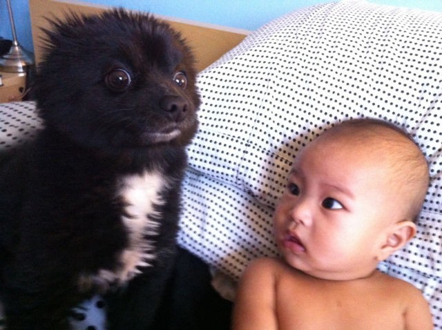 Кто этот зверь?