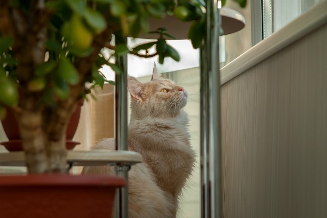 Котовторник ! (12.03.19)
