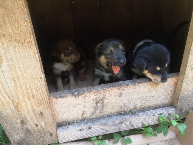 Живность из сети