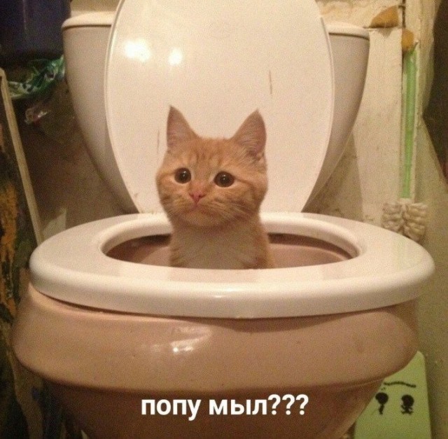 Забавные фото котеек