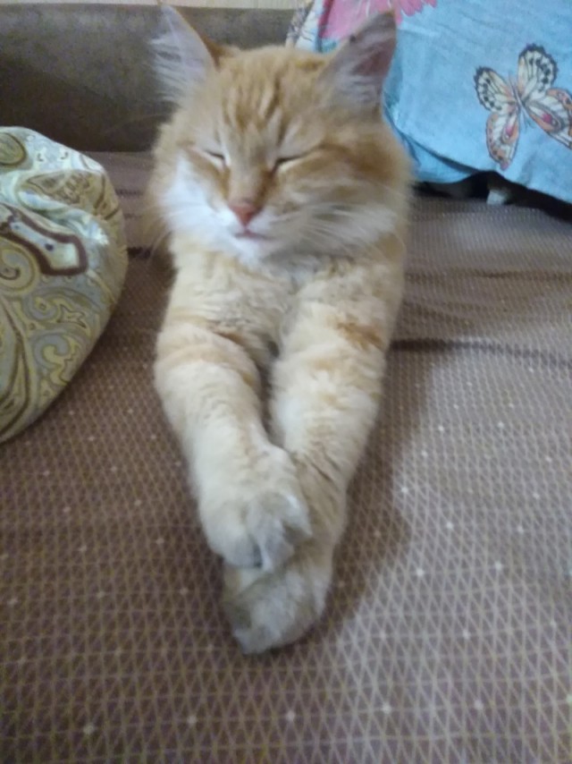 Котовторник от генерала мяу
